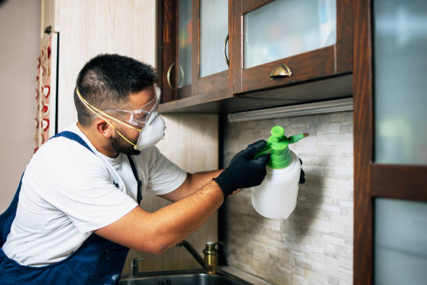 Best Flea Control Services  in James City, NC