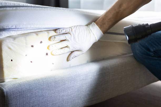 Best Insect Control  in James City, NC