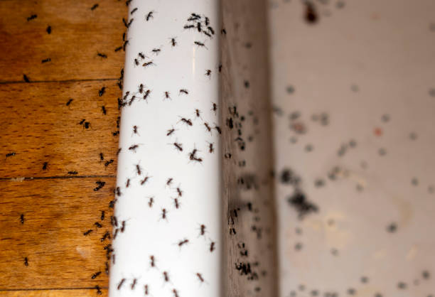 Best Pest Inspection Near Me  in James City, NC