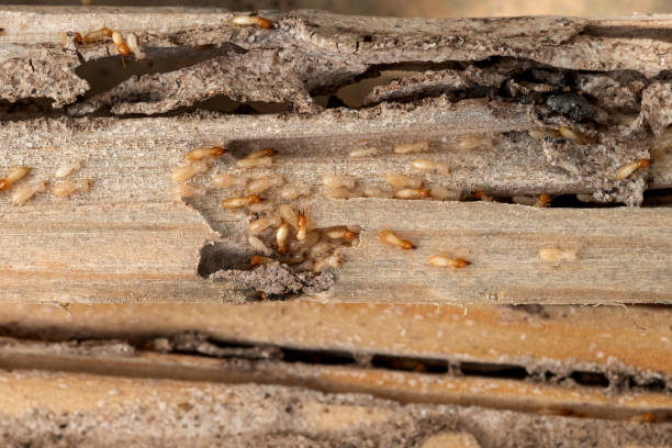 Best Best Pest Control Companies  in James City, NC