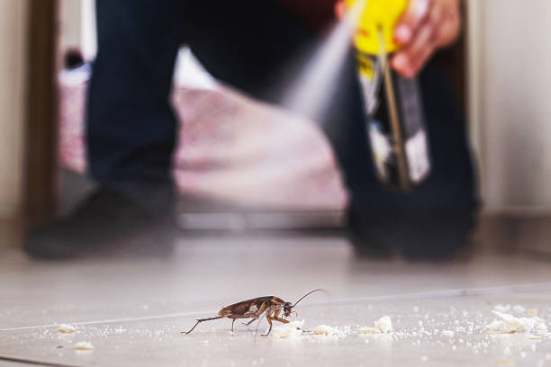 Best Spider Control Near Me  in James City, NC