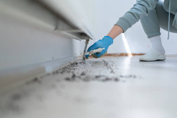 Flea Control Services in James City, NC